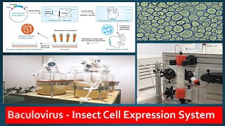 Recombinant Protein Expression in Baculovirus Insect Cell lines [upl. by Therron734]