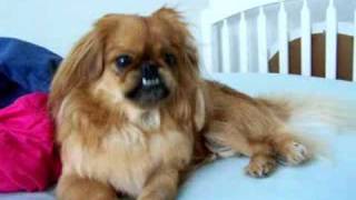 singing pekingese wunzie [upl. by Bollay]