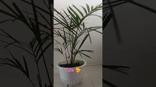 MY CHAMAEDOREA ELEGANS PARLOR PALM 🌴 indoorplants garden gardening nature plants [upl. by Tartan]