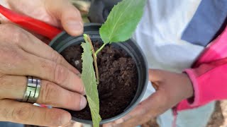 Le bouturage multiplie des plantes et tes qualités  Version complète [upl. by Esta]