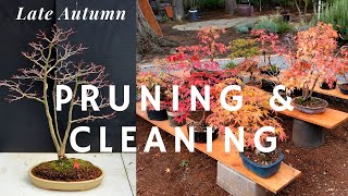 Japanese Maple Bonsai Pruning and Cleaning in Late Autumn [upl. by Luar426]