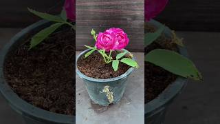 how to grow rose from cuttings shorts viral youtubeshorts [upl. by Loriner]