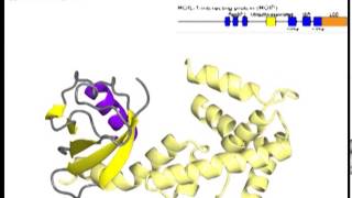 LUBAC linear ubiquitin chain assembly complex with sound [upl. by Oleg]