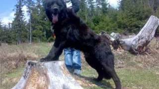 Ciobanesc Romanesc Corb  Romanian Raven Shepherd [upl. by Ulysses]