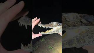 Searching for wildlife in the Amazon rainforest ￼educationalwildlifesnakeanimalsviralyoutube [upl. by Retnuh477]