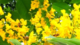 Gammalu flower ගම්මාලු ශාකයේ මල් Pterocarpus marsupium buzzy bees [upl. by Shamus]