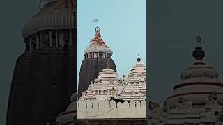 Sakala darsan 16112024 Shree Jagannath Temple puri jagannath puri Shorts [upl. by Noirred]