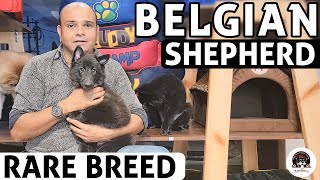 Belgian Shepherd Puppies  All About Rare Dog Breed  Funny amp Cute Puppies Video  Baadal Bhandaari [upl. by Sihunn]