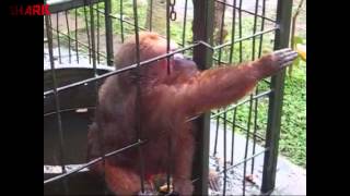 Ghetto Monkey Eating Bananas Funny Voiceover [upl. by Tuinenga]