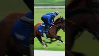 🇬🇧The fresh faces of Moulton Paddocks Charlie Appleby’s twoyearolds working up the gallops🏇 [upl. by Ardyth]