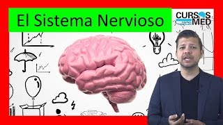 SISTEMA NERVIOSO explicado FÁCIL ✅ [upl. by Nyrual543]