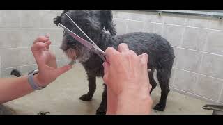 How to trim a Schnauzer face Schnoodle SchnauzerPoodle dog breed training student [upl. by Vatsug]