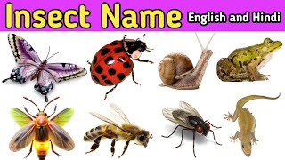 Insect Name  in english and hindi With Picture Name of Insects  Sharina Kids Tv English Vocabulary [upl. by Hayimas]