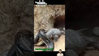 Trăn vào tận ổ kỳ đà để ăn trứng  Python hunting monitor lizard [upl. by Charley]