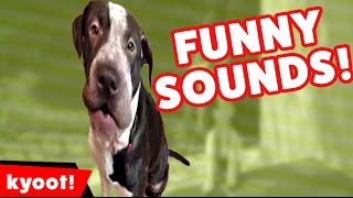 The Funniest Pet Noises amp Sounds of 2016 Weekly Compilation  Kyoot Animals [upl. by Vinni]