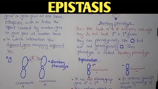 Epistasis Genetics  Bombay Phenotype  Class 12 Biology [upl. by Alden]