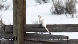 Long tailed weasel fencing [upl. by Ennaeiluj949]