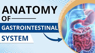 Anatomy of Gastrointestinal System gastrointestinaltract GastrointestinalSystem DigestiveHealth [upl. by Schenck705]