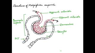 HOW TO DRAW THE MALPIGHIAN CORPUSCLE HUMAN PHYSIOLOGY CHAPTER 19 CBSEISC 11 [upl. by Arerrac]