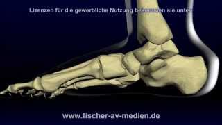 Der Fuß  kurz und bündig  Animation  Anatomie  Foot [upl. by Tera307]