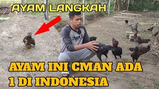 Ayam unik cuman ada 1 di dunia makanan harian ayam biar cepat gedek [upl. by Nitsid739]