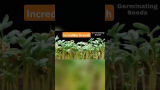 Seeds of Incredible Growth  Time Lapse Shorts [upl. by Schoenburg]