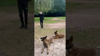 BACK FLIP WITH TWO BELGIAN MALINOIS 🧎🏻‍♂️↪️🐕🐾 dogshorts malinois backflip park [upl. by Accber]