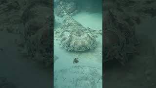 Finding Wobbegong Shark by accident [upl. by Einnod944]