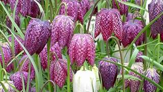 Fritillaria flowers HD1080p [upl. by Aloeda7]