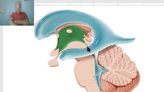 Anatomy of CNS Module in Arabic 2024 Third ventricle by Dr Wahdan [upl. by Yesiad]