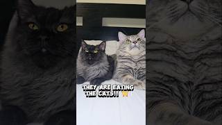 My Cats Hilarious Reaction to Trumps They are Eating Dogs Speech cats catshorts catvideos [upl. by Norrag]