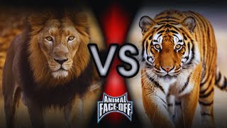 Animal Face Off 312  Lion vs Tiger [upl. by Einiffit]