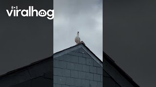 Seagull Says Wow  ViralHog [upl. by Orion]