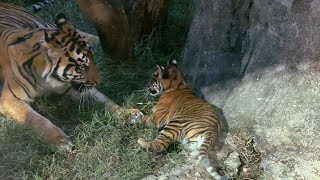 The votes are in and the Louisville Zoos new tiger cub has a name [upl. by Abbate]