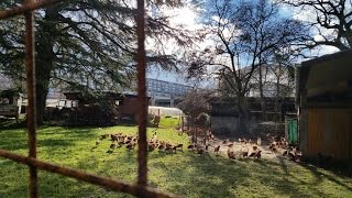 En visite à la Ferme du Lignon [upl. by Balling]