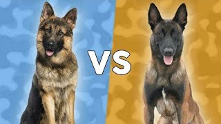 Berger allemand vs Malinois [upl. by Ilsel997]