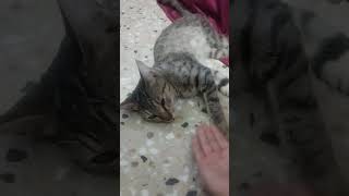 LovemusicenjoyingmyRivomy cute cat RIVO [upl. by Fulvia]