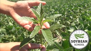 Soybean School Waging war with herbicide resistant waterhemp [upl. by Treharne773]