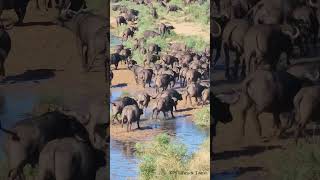 quotIncredible Wildlife Spectacle 400 Buffalo Stampede down a Dry River Bed in Kruger National Parkquot [upl. by Lifton]