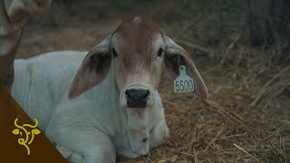 Mejoramiento genético en ambientes adversos adaptación productividad y fertilidad  GP 29 [upl. by Aylmer]