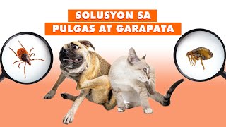 EPISODE 07  GAMOT SA GARAPATA AT PULGAS NG ASO AT PUSA  TICKS amp FLEAS [upl. by Nylsirk]