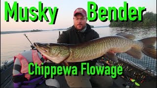 Musky Fishing Bender  Chippewa Flowage  Hayward Wisconsin [upl. by Aynuat787]