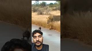 क्या शेर मारेगा कुत्ते को या नही 😱 जंगल में कुत्ता shorts lion animals safari liondog wildlife [upl. by Didier398]