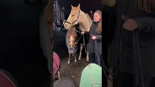 PFERDESHOW mit 6 Ponys 🥰 pferdeliebe [upl. by Reiser407]