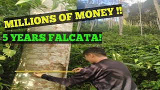 FALCATA FARMING FOR MONEY [upl. by Herbst187]