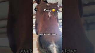 Animals at our Barn and their ✨Problems✨ funny horse shorts trending [upl. by Hgeilhsa92]