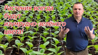 Все растения станут вмиг изумруднозелёными Всегда так делаем [upl. by Paton]