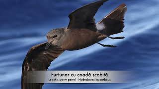 Furtunar cu coadă scobită  Leachs storm petrel  Hydrobates leucorhous [upl. by Efinnej72]