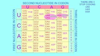 STOP amp START CODONS [upl. by Stilwell]