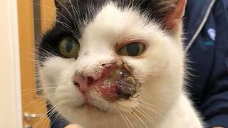 Immense Botfly Maggot Removed From Little Cats Head Part 8 [upl. by Davina]